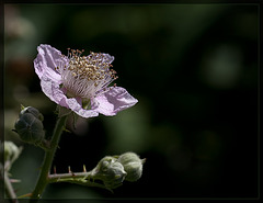 Himalayan Blackberry: The 139th Flower of Spring & Summer! (4 pictures below!)