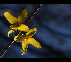 Glowing Forsythia Blossoms