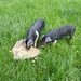 piglets in long grass