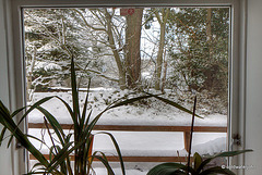 Winter Window Vistas