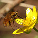 Common Beefly