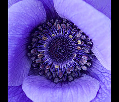 Heart of an Anemone