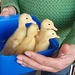 bucket of ducklings