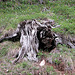 Holiday day 4: tree stump at the Falzarego Pass