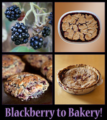 Himalayan Blackberry: Berry to Bakery!