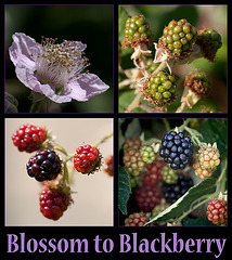 Himalayan Blackberry: Blossom to Blackberry!