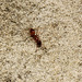 Tiny Ant