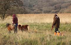 Just Walking the Do...Em Horses?