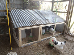 new chick & broody hen area