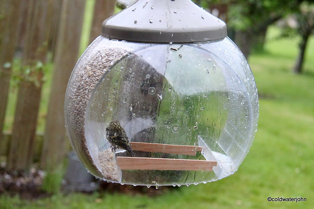 Bird Brains: This contraption is so ingenious most birds can't even figure out how to get into it!