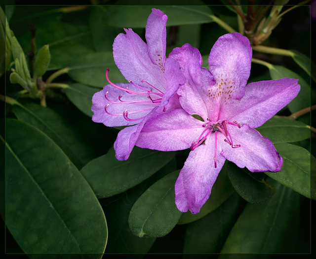 Rhododendron: The 102nd Flower of Spring & Summer