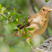Clay-Colored Thrush