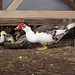 muscovy ducklings 25 days old