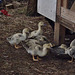 muscovy ducklings 25 days old