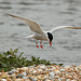 Common Tern Landing