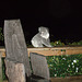 koala on our decking