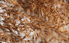 Reed Seeds