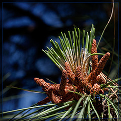 Male Pine Cone: The 136th Flower of Spring & Summer! (1 more pic below!)