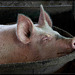 Jackson County Fair: Bucket o' Pork