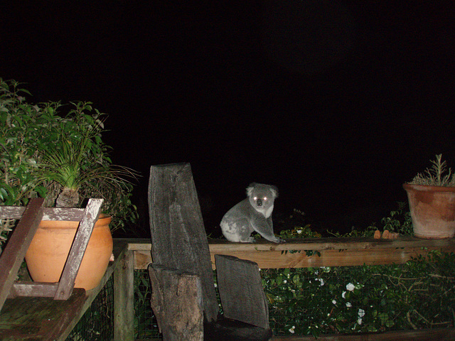 koala on our decking