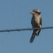 kookaburra on the aerial