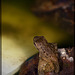 Lucky's Pond: Froglet Pile