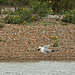 Herring Gull Bite Size Meal