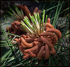 Male Pine Cone: The 136th Flower of Spring & Summer!