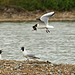 Black-headed Gull with Black-headed Chick 2