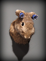 Rabbit with Curlers