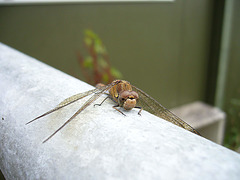 Dragonfly 1