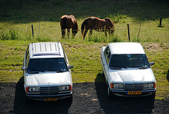 A weekend in the Eifel (Germany): Two horses and 185 horses