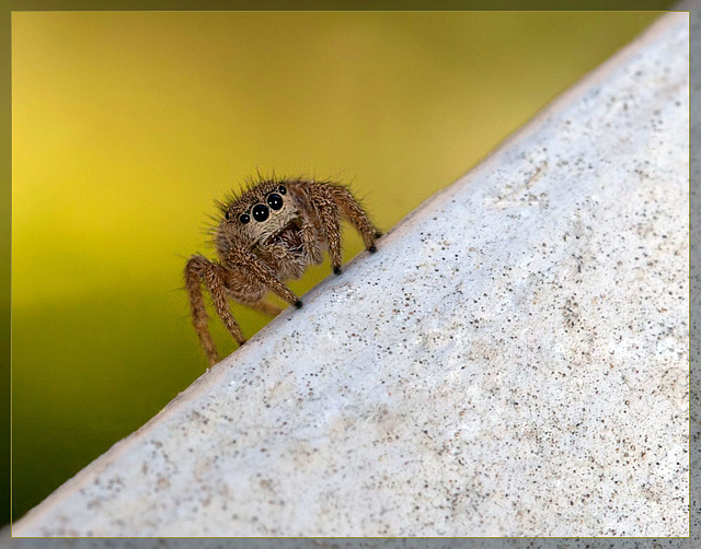 Totally Adorable Jumping Spider