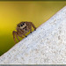 Totally Adorable Jumping Spider