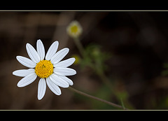 Common Daisy: The 137th Flower of Spring & Summer! (3 more below!)