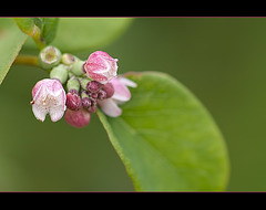 Snowberry: the 135th Flower of Spring & Summer! (4 more pix below!)
