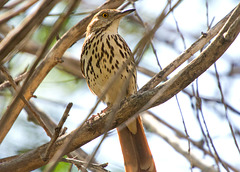 Brown Thrasher