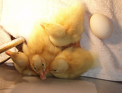 ducklings and egg