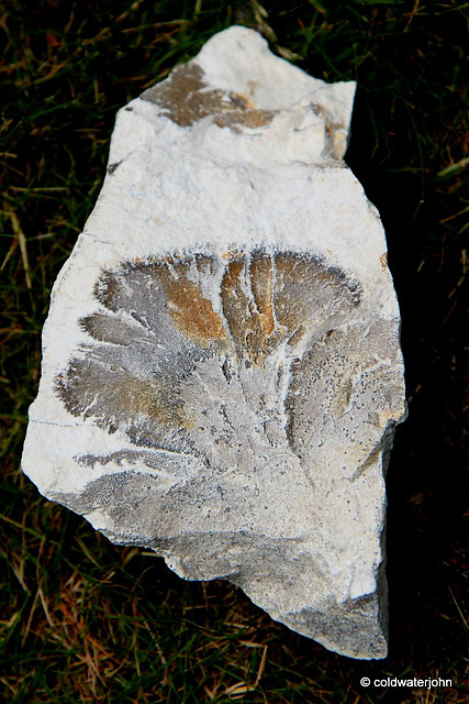 Fossilised plant in the chalk cliffs west of Lulworth Cove, Dorset