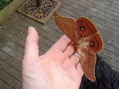 big brown moth