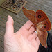 big brown moth