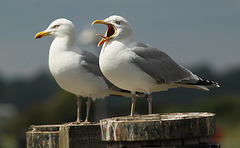 Singing Herring Gull
