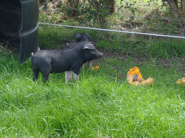 our first piglets arrive