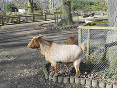 Parque Zoológico de Thoiry en París