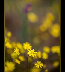 Oregon Sunshine Blossoms