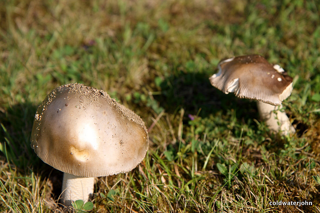 West Sussex mushrooms - ID Most probably Amanita Rubescens - highly poisonous!