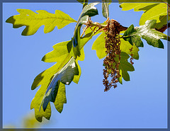 White Oak Tree Catkins: The 99th Flower of Spring & Summer!