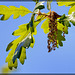 White Oak Tree Catkins: The 99th Flower of Spring & Summer!