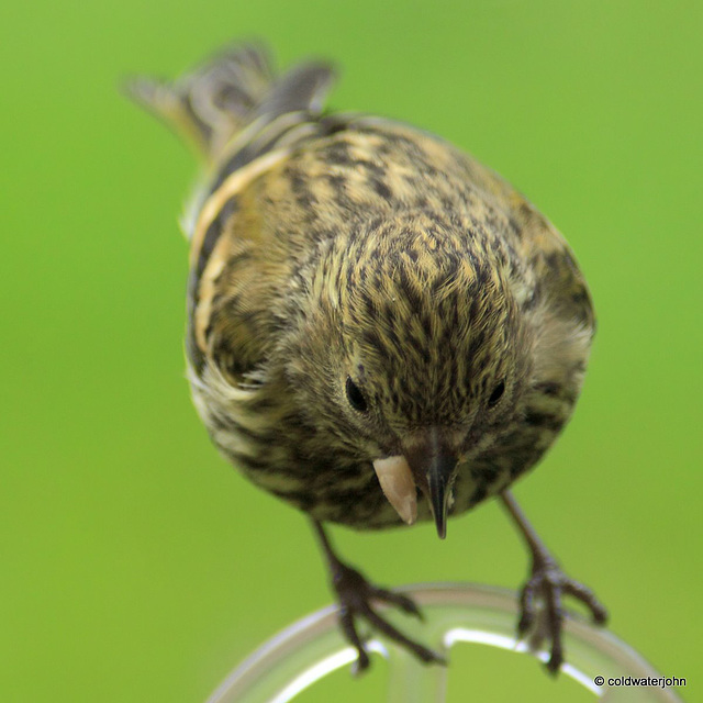 Young Siskin