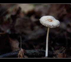 Lovely Little Striped Mushroom (2 more pix below)